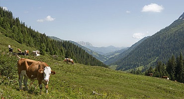 Kühe auf der Alm im Spertental