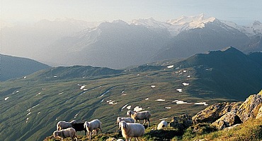 BRIXENTALER KochArt Berglamm
