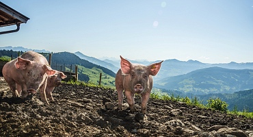 Holzalm_Almschweine_KochArt@TropperKurt-8340