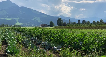 Huettschader-Bio-Gemuese_Toni-Baldauf_IMG_2899_KochArt-Foto-Katie-Tropper