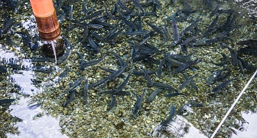 KochArt_FischzuchtTrixl_Fieberbrunn_2016@KurtTropper-0577